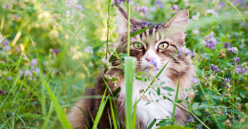 Ask Dr. Jenn: What Are Some Cat Safe Plants for My Spring Garden?